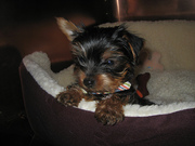 Lovely yorkie Babies To Any Loving Family