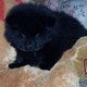 cute Chow Chow puppies for christmas