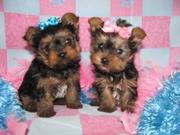 2 Adorable x- mass Yorkie  Puppies For Free Adoption