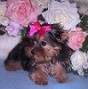 cute and adorable male and female yorkie puppies for your family 