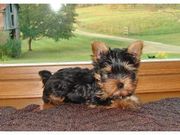 AKC yorkie pups being raised in my home.